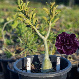 0903 39 Baobá Baby Céu Estrelado