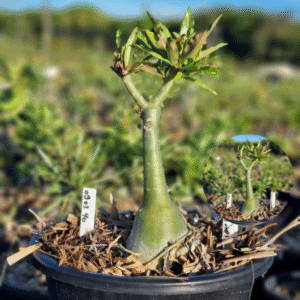 0903 40 Baobá Baby Lança Chamas