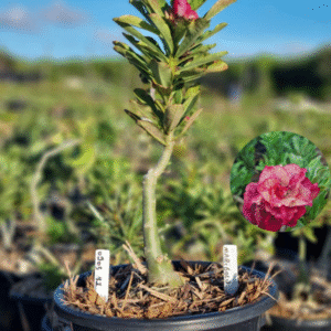 0903 41 Baobá Baby Marygold