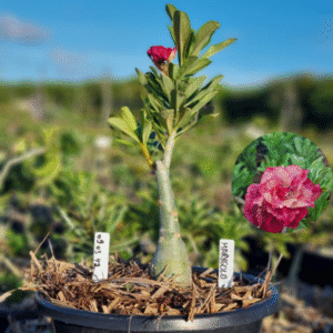 0903 42 Baobá Baby Marygold