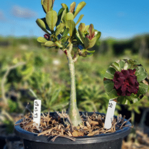 0903 43 Baobá Baby L14