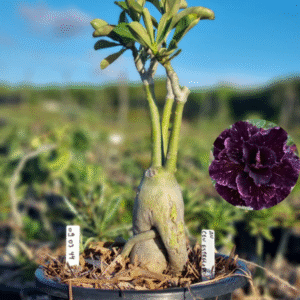 0903 44 Baobá Baby Céu Estrelado