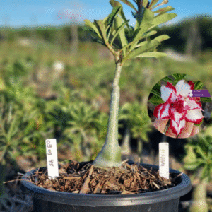 0903 45 Baobá Baby Ferrari