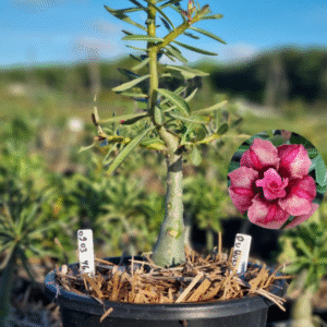 0903 46 Baobá Baby Duquesa