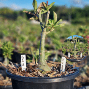 0903 48 Baobá Baby Lança Chamas