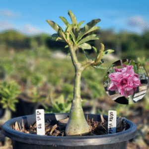 0903 49 Baobá Baby Ultra Violet