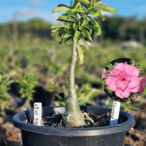 0903 50 Baobá Baby Pathumma