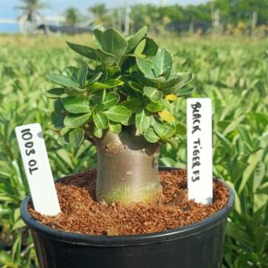 1003 01 Arabicum Black Tiger F3