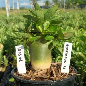 1003 02 Arabicum Spartacus F3