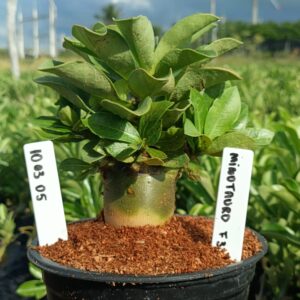 1003 05 Arabicum Minotauro F3