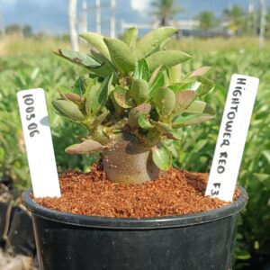 1003 06 Arabicum Hightower Red F3