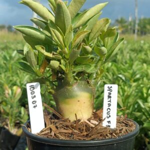 1003 07 Arabicum Spartacus F3