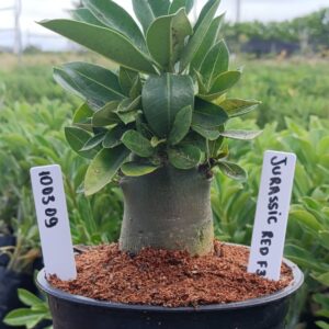 1003 09 Arabicum Jurassic Red F3