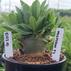 1003 10 Arabicum Megatron F3