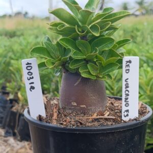 1003 12 Arabicum Red VolcanoF3