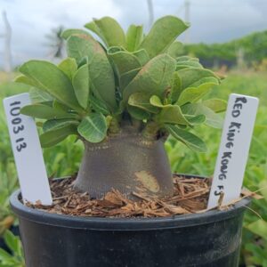 1003 13 Arabicum Red King Kong F3