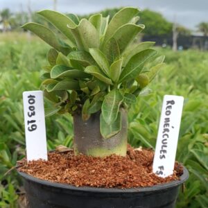 1003 19 Arabicum Red Hércules F3