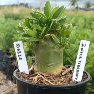 1003 22 Arabicum Jupiter Tigrada F3