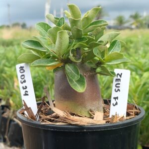 1003 24 Arabicum Zeus F3