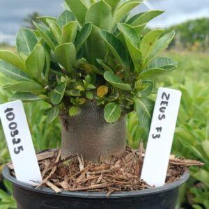 1004 25 Arabicum Zeus F3