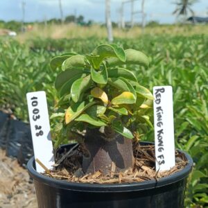 1003 28 Arabicum Red King Kong F3