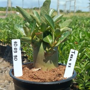 1003 30 Arabicum T-Rex F3