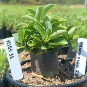 1003 31 Arabicum Minotauro F3