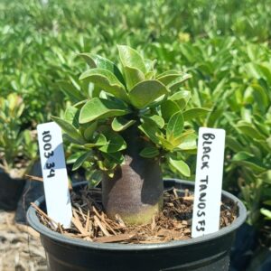 1003 34 Arabicum Black Thanos F3