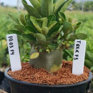 1003 14 Arabicum T-Rex F3