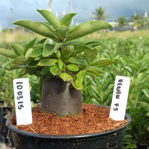 1003 15 Arabicum Venom F3