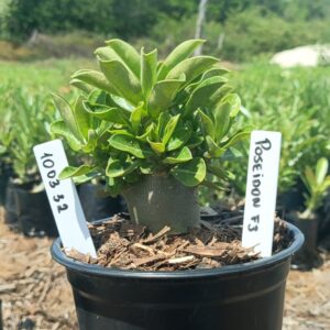 1003 32 Arabicum Poseidon F3