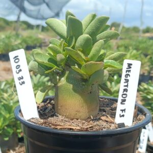 1003 33 Arabicum Megatron F3