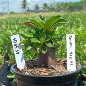 1003 38 Arabicum Jawaii Red F3