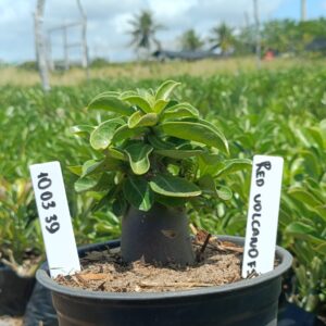 1003 39 Arabicum Red Volcano F3