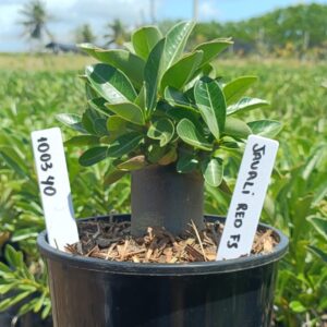 1003 40 Arabicum Jawaii Red F3