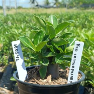 1003 41 Arabicum Red Caterpillar F3