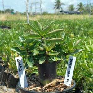 1004 42 Arabicum Super Red F3