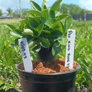 1003 43 Arabicum Red King Kong F3