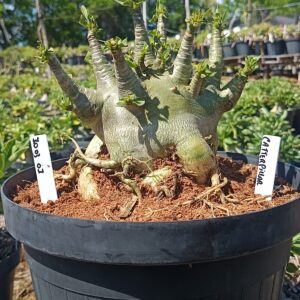 1003 01 Arabicum Cartterpilar - Adulta (Viveiro)