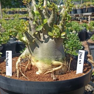 1003 03 Arabicum Higthower - Adulta (Viveiro)