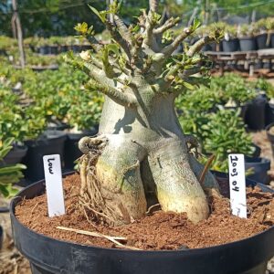 1003 04 Arabicum Low - Adulta (Viveiro)