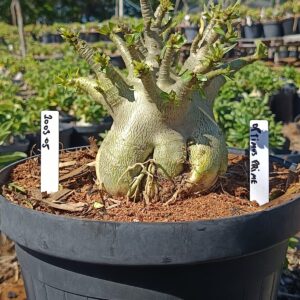 1003 05 Arabicum Optimus Prime - Adulta (Viveiro)