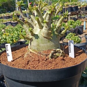 1003 06 Arabicum Hercules - Adulta (Viveiro)