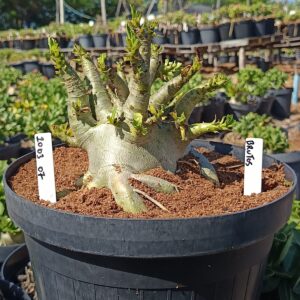 1003 07 Arabicum Brutus - Adulta (Viveiro)