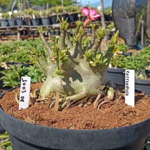 1003 08 Arabicum Catterpila - Adulta (Viveiro)