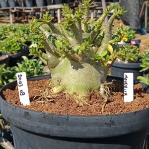 1003 09 Arabicum Maverick - Adulta (Viveiro)