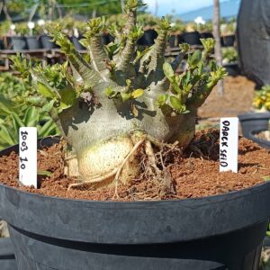 1003 10 Arabicum Darckseid - Adulta (Viveiro)