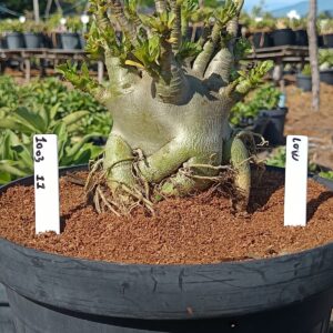 1003 11 Arabicum Low - Adulta (Viveiro)