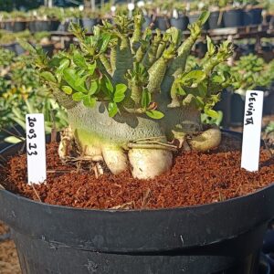 1003 13  Arabicum Leviatã  - Adulta (Viveiro)