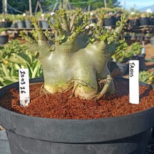 1003 16  Arabicum Tanos  - Adulta (Viveiro)